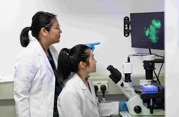 港大醫學院研究團隊從多細胞動物的單細胞祖先中復活古老的幹細胞基因，為蛋白質設計和下一代治療開闢新路。
 